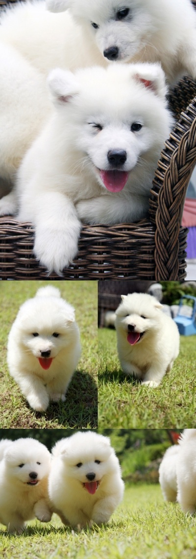 [Pics] Xiahki's and Harang's Puppies Are Very Cuuute 